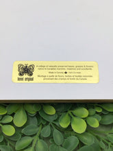 Load image into Gallery viewer, Pressed Leaves/Seeds Pictues by Henni Canad
